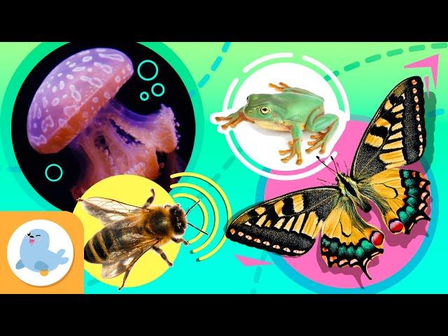 CURIOUS ANIMALS for Kids  Bee, Butterfly, Jellyfish and Frog  Compilation