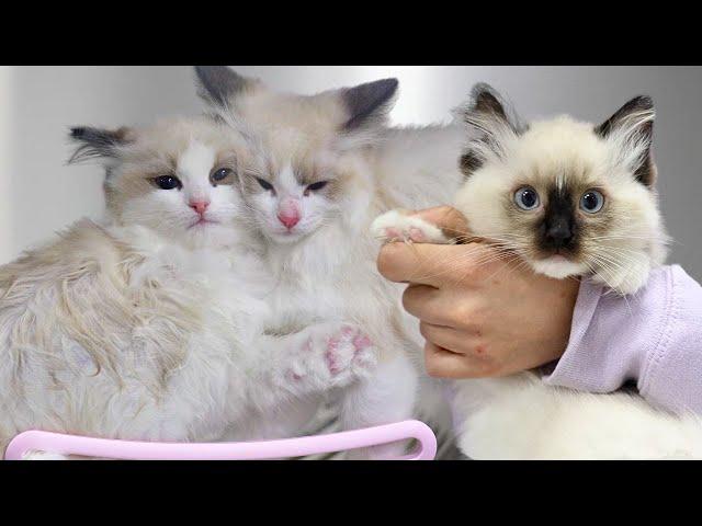 Ragdoll Kittens Get Their First Bath  RAGDOLL KITTENS!