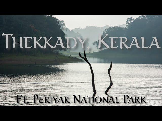 ELEPHANT ALERT! │ Thekkady │ Thekkady Tourist Places │ Best Things To Do In Thekkady │  September