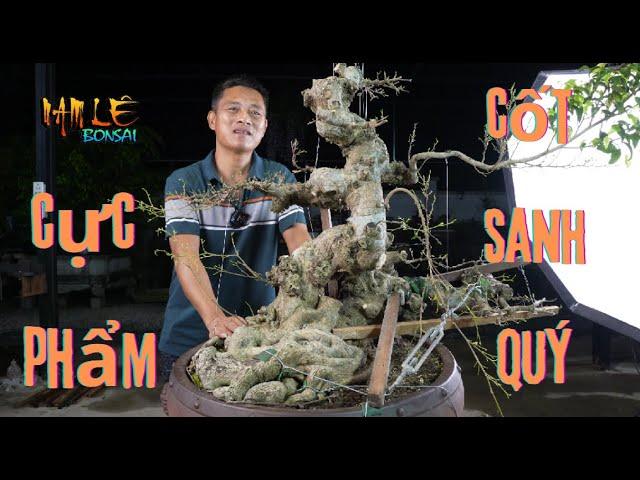 Định hình cốt quý cho em '' BONSAI LỄ '' | NamLe Bonsai