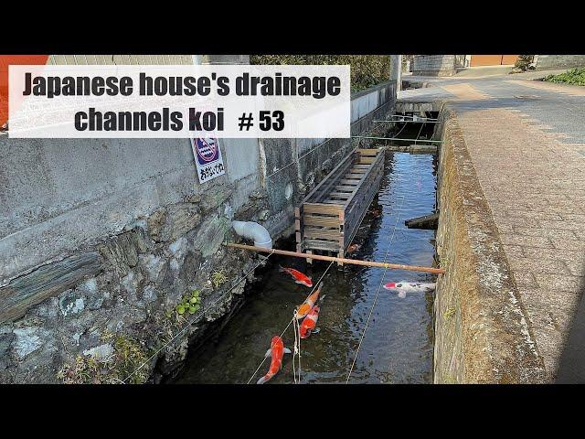 Japanese house's drainage channels koi fish(Jhoroku ,Tokushima)