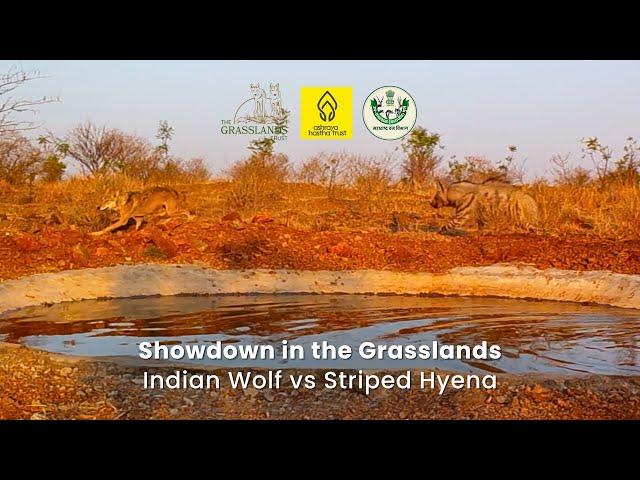 Showdown in the Grasslands - Indian Wolf vs Stipend Hyena