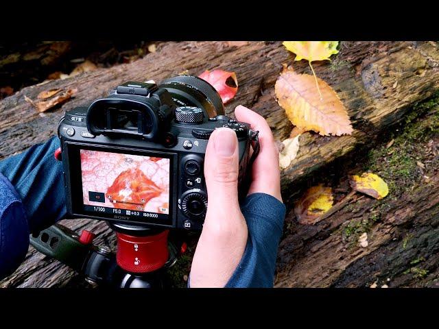 Capturing Rain Drops on Leaves | Macro Photography Tips