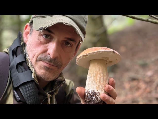 Funghi Porcini 2024-MISTER EDULIS