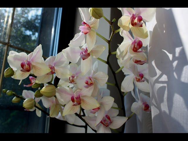 Phalaenopsis орхидеи  цветение.