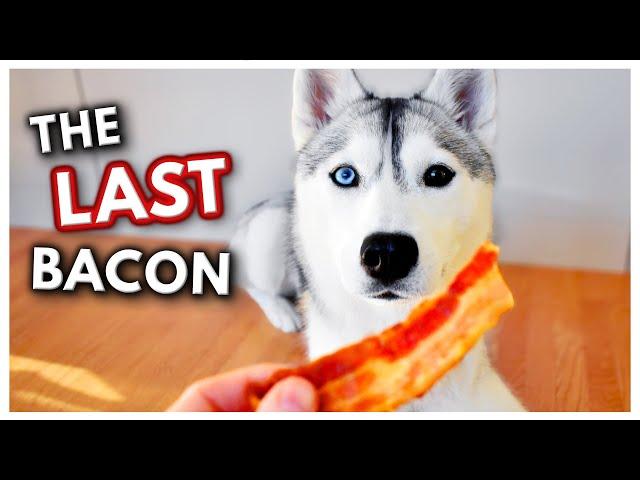 HUSKY Argues Over the Last Piece of Bacon! | She doesn’t want to share!