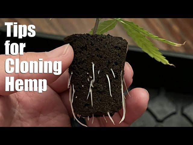 Tips for Cloning Hemp Cuttings