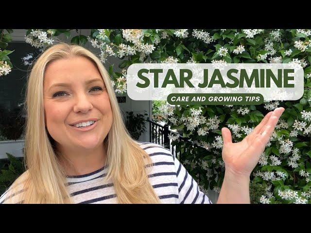 Star Jasmine Care & Growing Tips