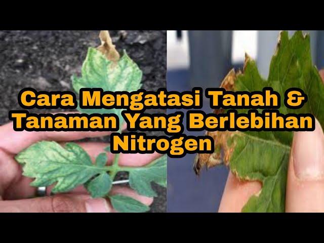 Cara mengatasi Tanah & Tanaman Yang Berlebihan Nitrogen