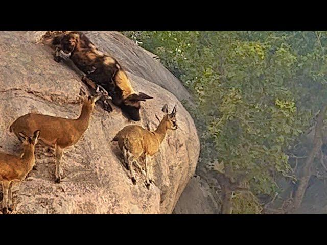 WILD DOGS HUNT ANTELOPE ON EDGE OF CLIFF