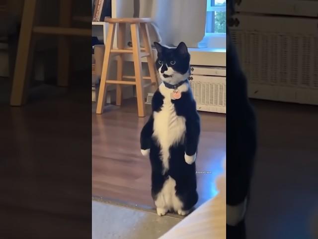 Mischievous cat #funny #cuteanimls #cat #cute