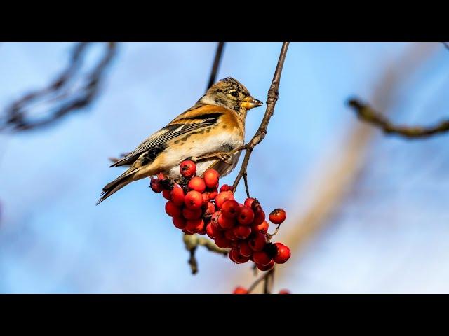 Юрки на рябине. Fringilla montifringilla. Птицы Беларуси.