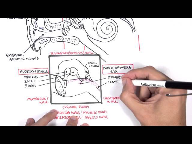 Anatomy - Ear Overview