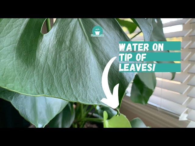 Monstera Leaves Dripping Water | Guttation | Monstera deliciosa | Monstera Plant Care
