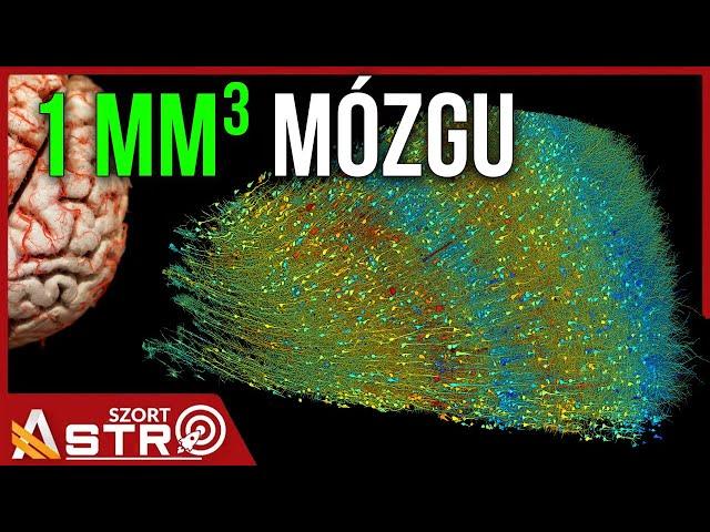 Milimetr sześcienny ludzkiego mózgu zobrazowany - AstroSzort