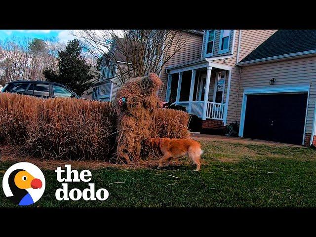 Golden Retriever Is A Hide-And-Seek Mastermind | The Dodo