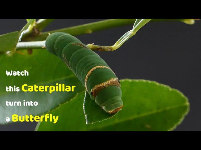 Watch this Caterpillar Turn Into A Butterfly - Papilio Demoleus - Metamorphosis - Lime swallowtail