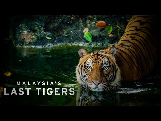 Malaysia's Last Tigers - Documentary