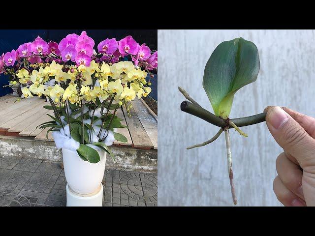 Few people know how to propagate Orchidaceae with fast rooting branches