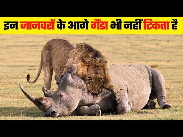 गैंडे को भी मात दे सकते हैं ये जानवर | Animals That Could Defeat A Rhinoceros