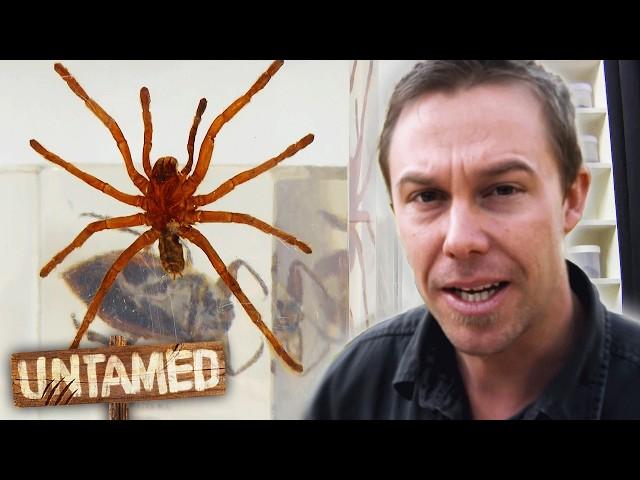 Scariest Wildlife Encounters  The Wildlife of Tim Faulkner | Untamed