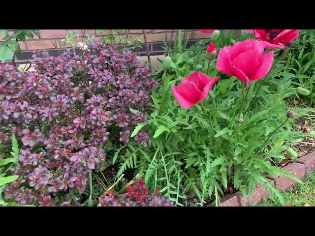 Giant Poppy Flowers in my Front Lawn Garden.