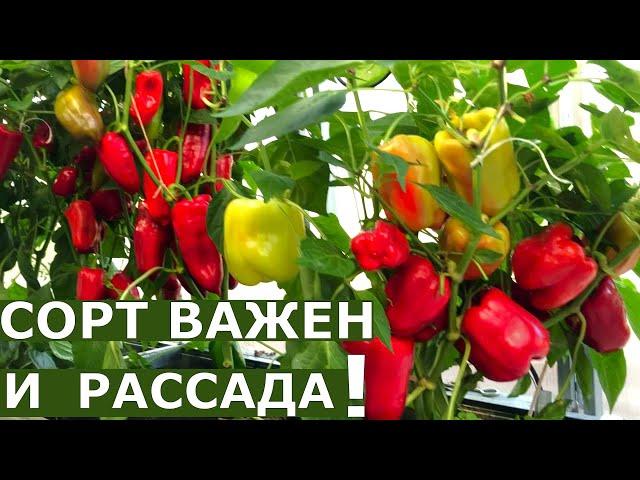 Легко вырастить ранний и обильный урожай перца?