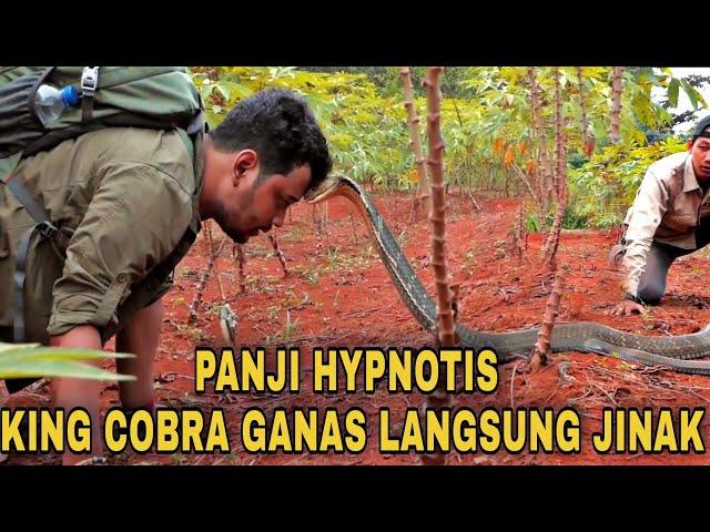 Panji Hipnotis King cobra ganas penunggu kebun