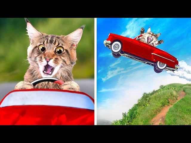 CATS CAR RACE