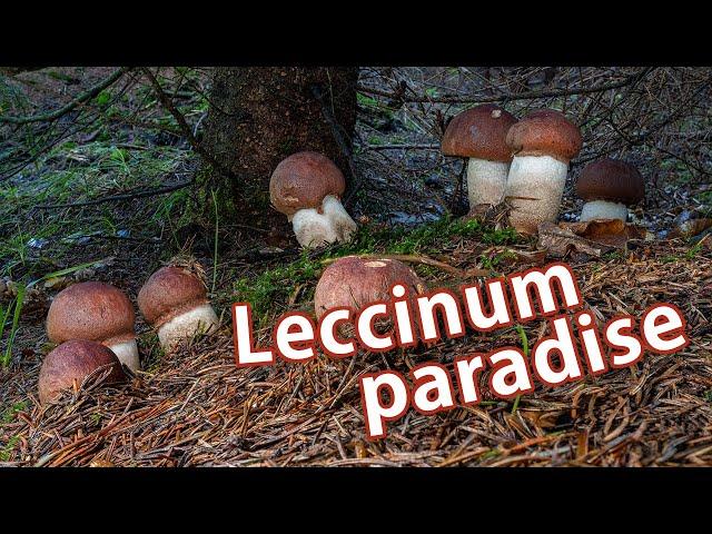 Mushroom Foraging - August 7th 2021