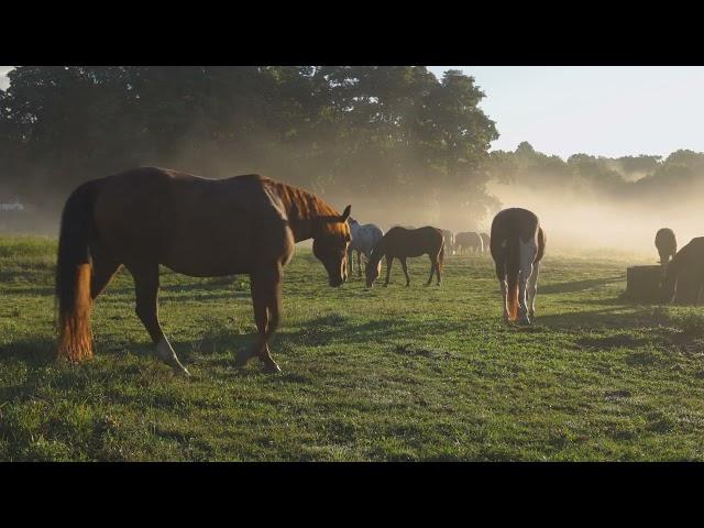 Episode 65: The Tipping Point In Horse Training.