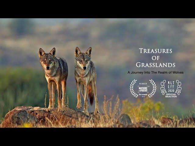 Treasures of Grasslands - Trailer - Winner NiF Film Awards 2019