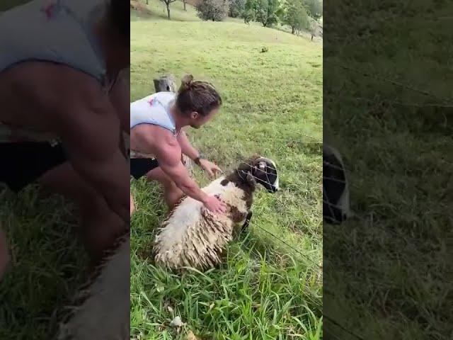 Passionate Human Saves A Trapped Sheep, Watch Till The End For Happy Ending!