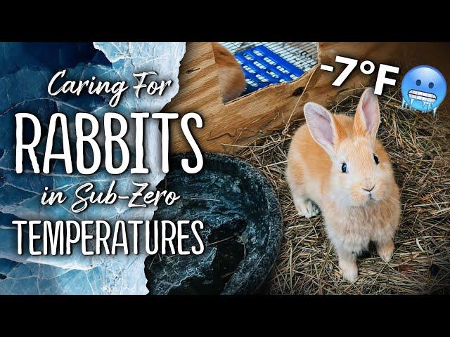 Outdoor Rabbit Hutches & Freezing Temperatures - Homestead Meat Rabbits ️