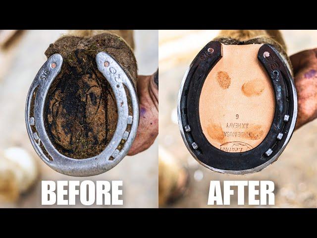 Satisfying Full Horse Hoof Restoration | 4K FARRIER ASMR