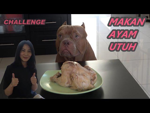 PITBULL EAT WHOLE CHICKEN - ASKED TO STAY FIRST #HEWIE PITBULL