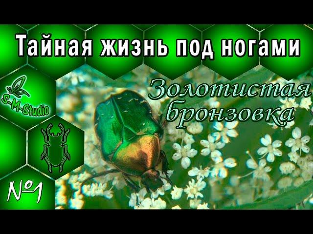 Тайная жизнь по ногами. Золотистая бронзовка. Cetonia aurata