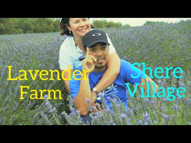 Lavender farm to Shere village @ Surrey England