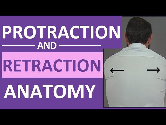 Protraction vs Retraction of the Scapula, Shoulders | Anatomy Body Movement Terms