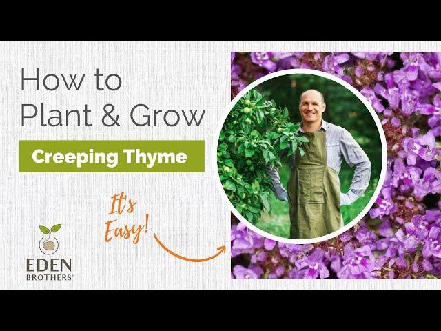 Planting Creeping Thyme