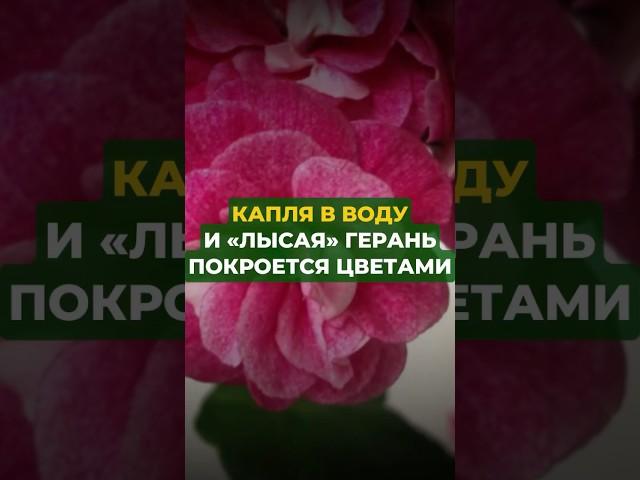 Капля в воду и лысая герань покроется цветами #цветы #сад