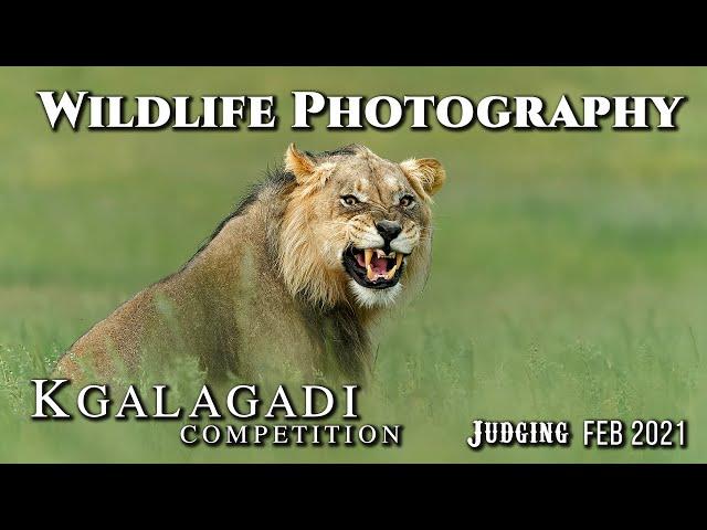 Wildlife Photography Competition Judging {Kgalagadi Photo Competition} Feb 2021