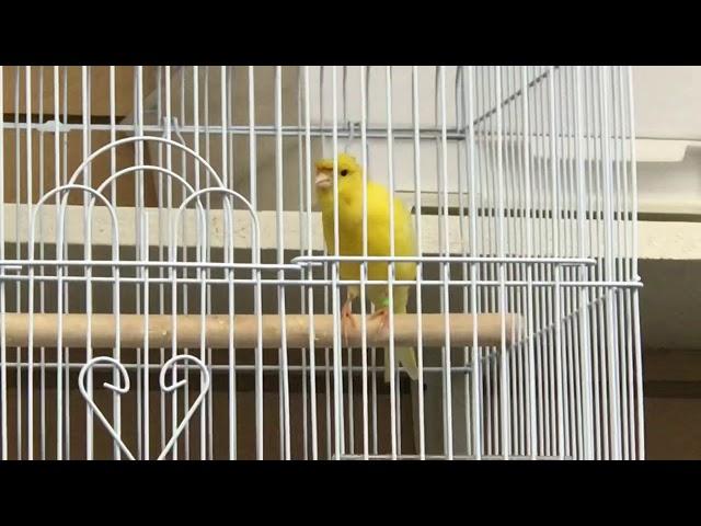 Yellow canary singing