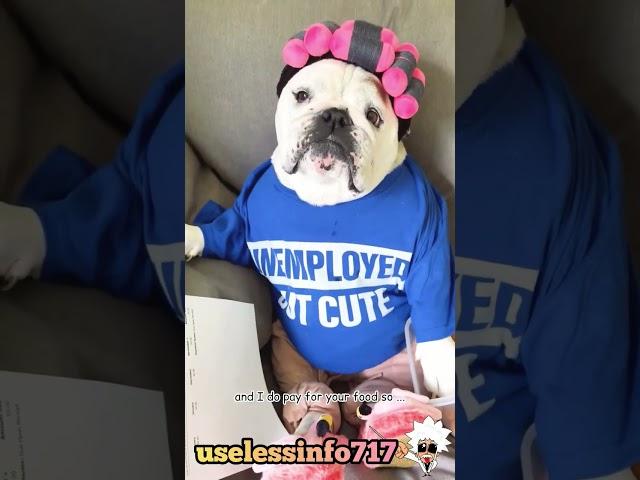 "Unemployed But Cute" #shorts #funny #dog #animals #short #viral