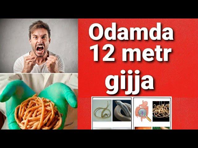 Gijjalar xaqida qiziqarli malumotlar