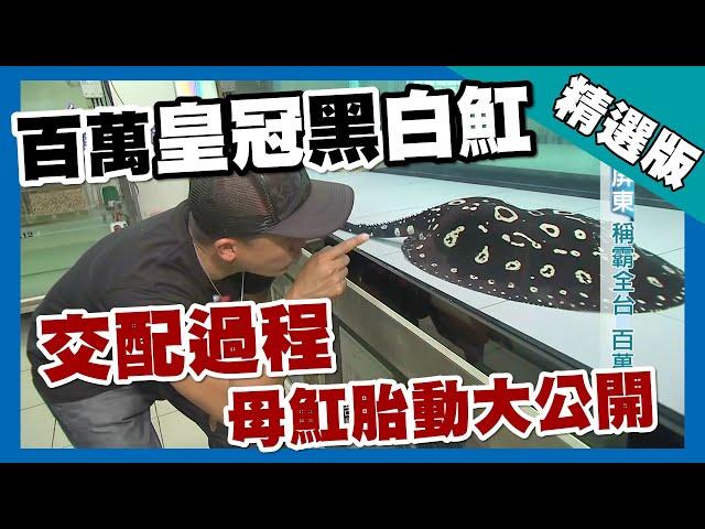 台灣第一等【台灣魟魚大王 特殊照料純血魟魚繁育】屏東_精選版