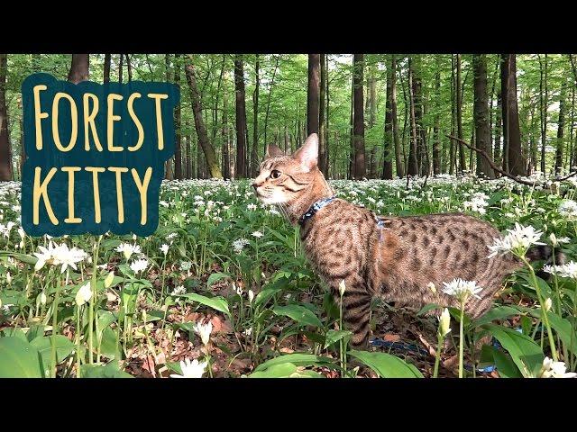 Forest kitty Jonasek
