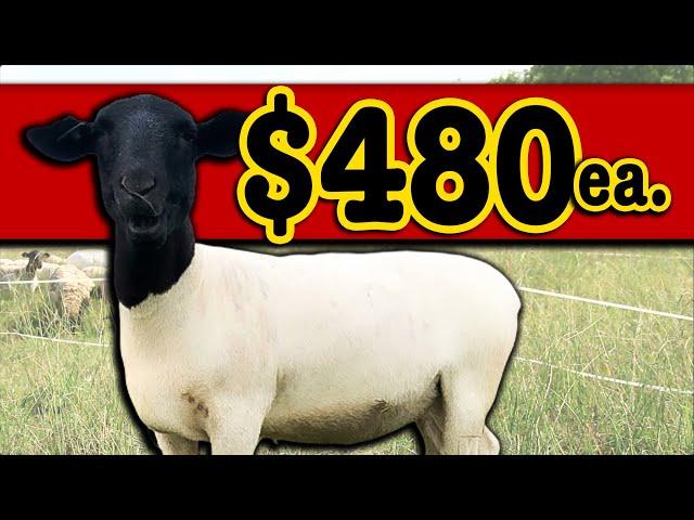 HOW I SELL MY SHEEP FOR $480 EACH | Sheep Farming Micro Ranching for Profit Dorper Hair Sheep