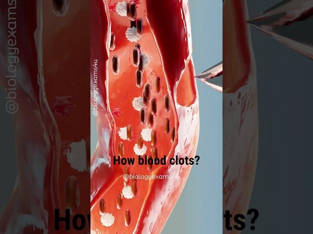 How Blood Clots? Animation #biology