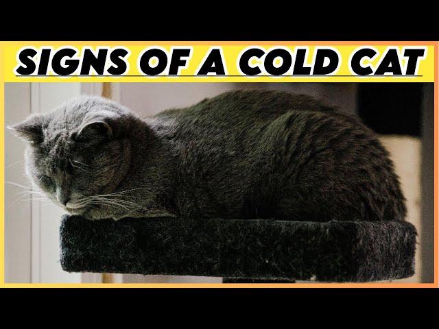 Warning Signs Your Cat is Cold | Essential Winter Tips to Keep Your Cat Cozy and Safe |